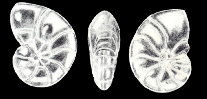 Cushmanella (?) ornata McCulloch, 1981