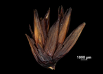 Inflorescence of Machaerina ensifolia US02235053 Brazil
