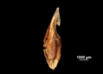 Glume of Machaerina ensifolia US02235053 Brazil