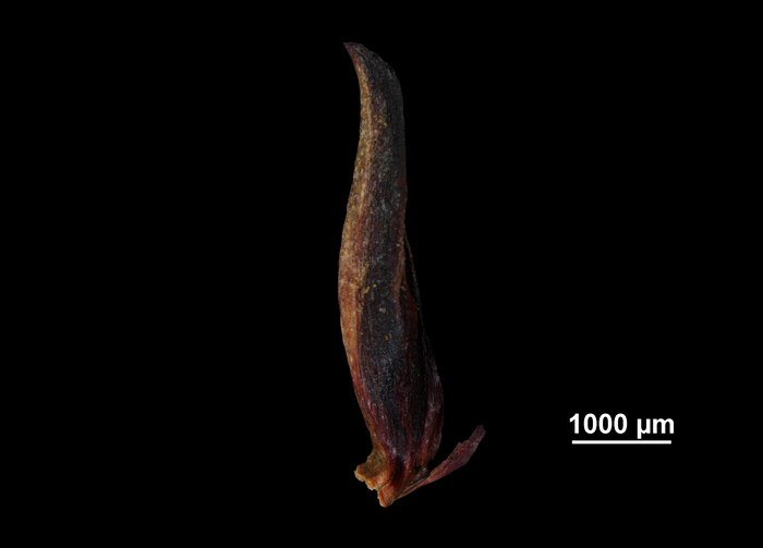 Glume of Machaerina falcata US01962080 Philippines