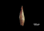 Glume of Machaerina ficticia US02235046 Brazil