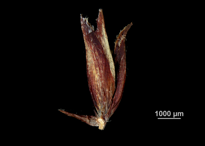 Spike of Machaerina ficticia US02235046 Brazil