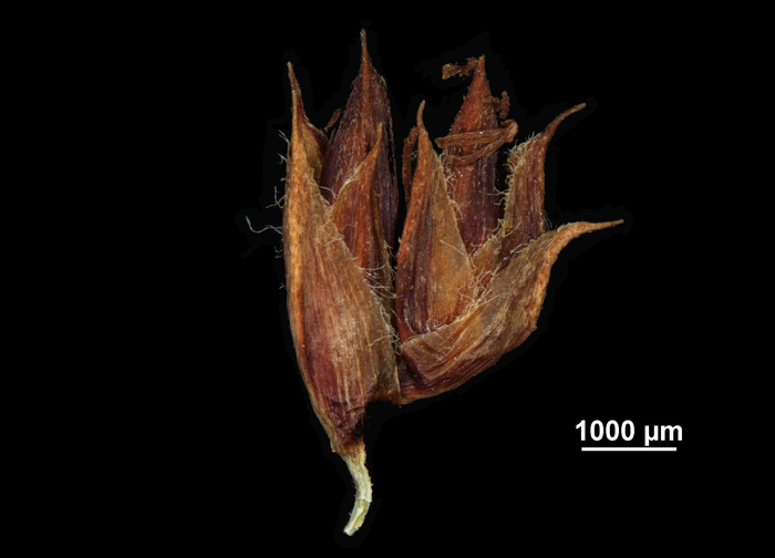 Inflorescence of Machaerina huttonii US02235161 Australia