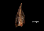 Glume of Machaerina mariscoides US02235113 Guam