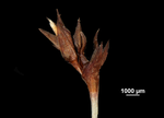 Inflorescence of Machaerina mariscoides US02235113 Guam