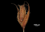 Spike of Machaerina nukunivensis US01076722