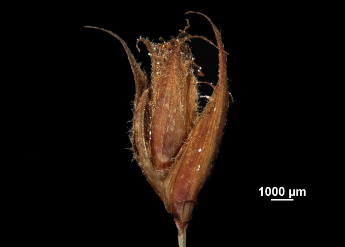 Spike of Machaerina nukunivensis US01076722