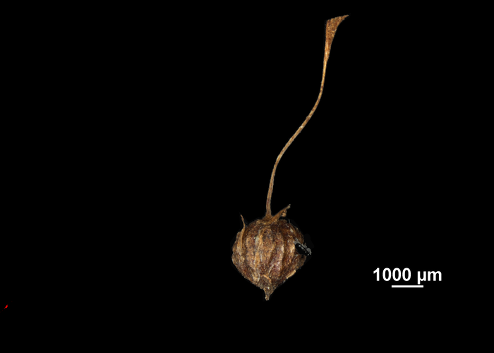 Nutlet of Mapania coriandrum US02074489 Ivory Coast