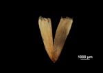 Glume of Mapania fluviatilis US02074383 Brazil