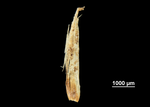 Glume of Mapania maguireana US02074453 Micronesia