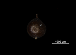 Nutlet of Mapania maguireana US02074453 Micronesia