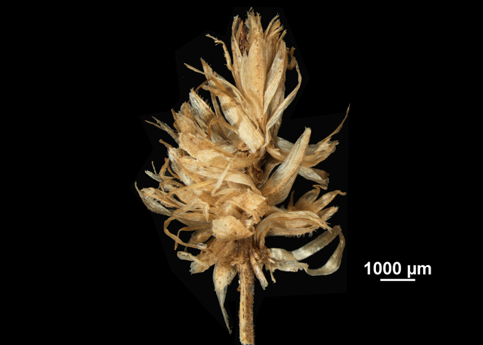 Inflorescence of Mapania pacifica US02074456 Micronesia