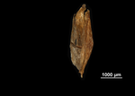 Spike of Mapania tepuiana US04695644 Guyana