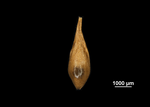 Nutlet of Mapania tepuiana US04695644 Guyana