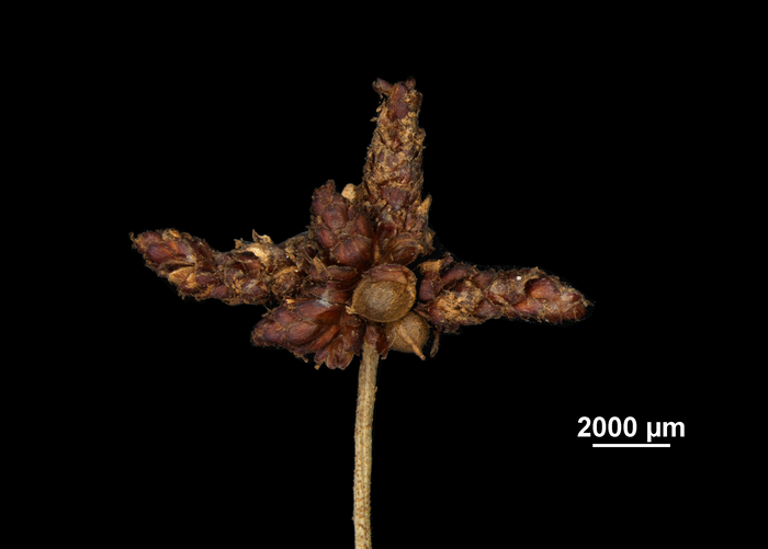 Inflorescence of Mapania theobromina US00686918 Venezuela