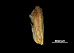 Glume of Mapania vitensis US02073947 Vanuatu