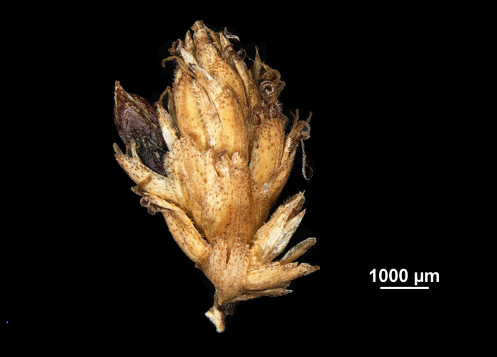 Inflorescence of Mapania vitensis US02073947 Vanuatu