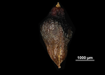 Nutlet of Mapania vitensis US02073947 Vanuatu
