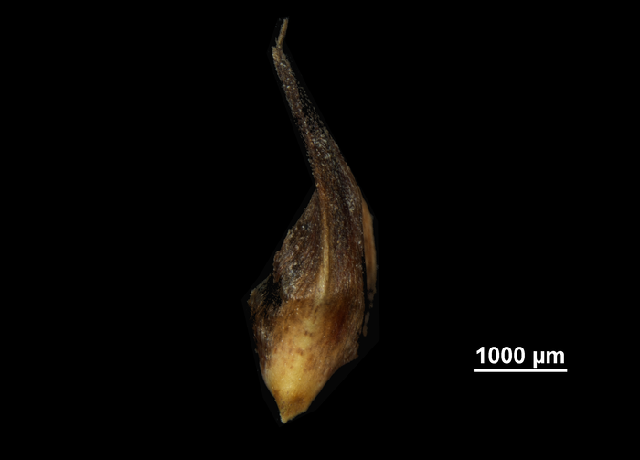 Glume of Schoenus calostachyus US02233773 Malaysia