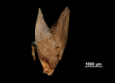 Glumes of Scleria trialata US02100008 Madagascar, author: Marco Rosado, Nuria