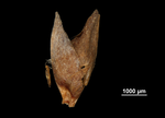Glumes of Scleria trialata US02100008 Madagascar