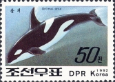 Orcinus orca, author: Collection Georges Declercq
