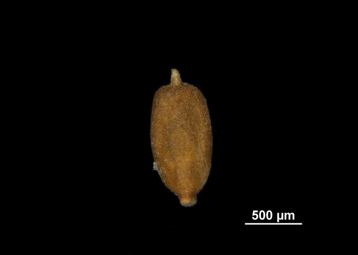 Nutlet of Cyperus hortensis NY01297025