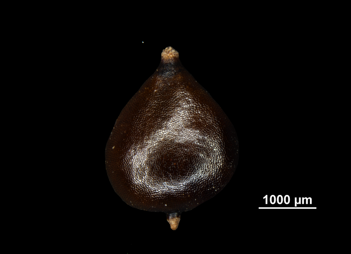 Nutlet of Bolboschoenus maritimus subsp. paludosus US02236158 United States
