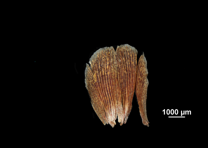 Glume of Ficinia pinguior US02092228 South Africa