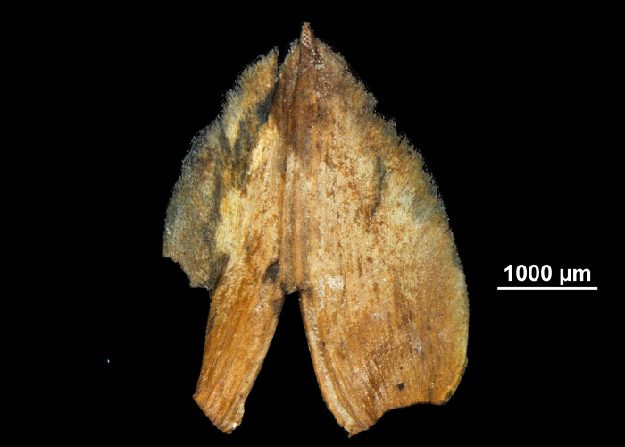 Glume of Fimbristylis palauensis US01096764 Palau