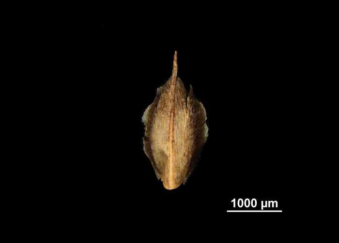 Glume of Rhynchospora fernaldii US02095303 United States