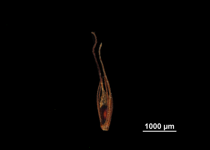 Nutlet of Rhynchospora fernaldii US02095303 United States