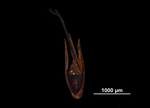 Nutlet of Rhynchospora fernaldii US02095303 United States