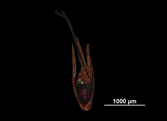 Nutlet of Rhynchospora fernaldii US02095303 United States
