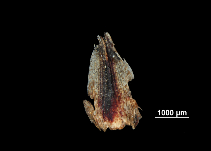 Glume of Ficinia quinquangularis US02092223 South Africa