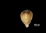 Nutlet of Ficinia quinquangularis US02092223 South Africa