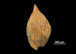 Nutlet of Isolepis sulcata US02093022 St. Helena Islands