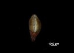 Nutlet of Ficinia cedarbergensis US02092177 South Africa