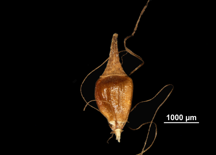 Nutlet of Rhynchospora sclerioides US02258290 French Polynesia