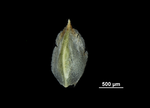 Glume of Schoenoplectiella leucantha US02093061 Namibia