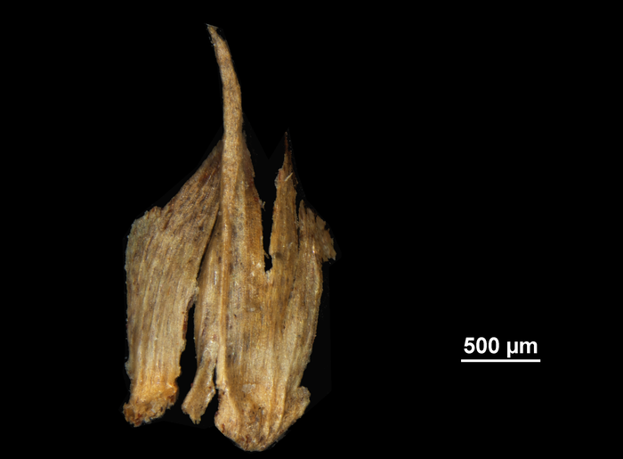 Glume of Scleria naumanniana US00763763 Liberia