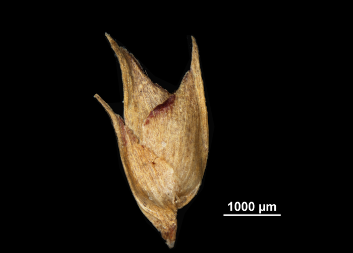 Spikelet of Scleria naumanniana US00763763 Liberia