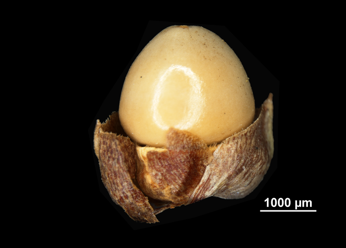 Nutlet of Scleria phylloptera US02238177 Mexico