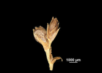 Spikelet of Scleria phylloptera US02238177 Mexico