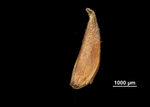 Spike of Rhynchospora albomarginata US00693350 Guyana
