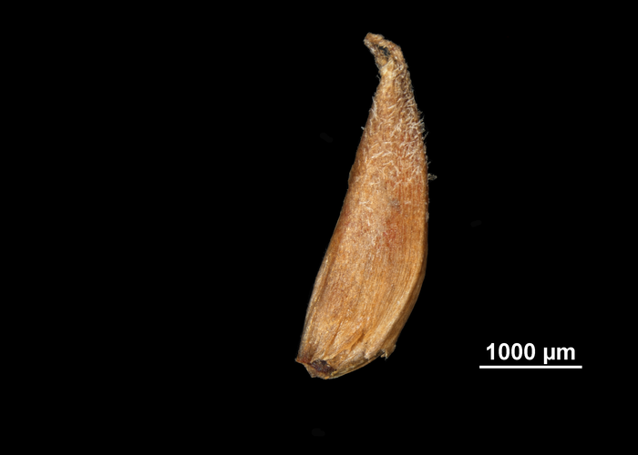 Spike of Rhynchospora albomarginata US00693350 Guyana