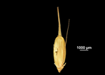  Nutlet of Rhynchospora hassleri US00872620 Guyana