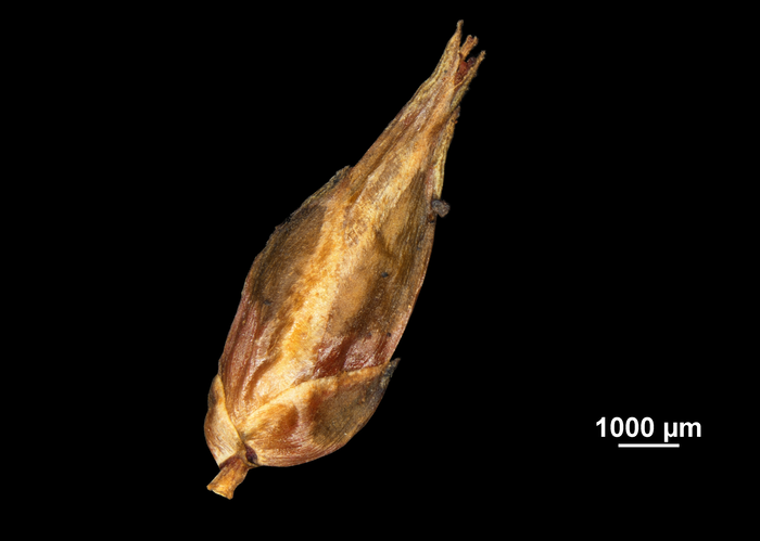  Spikelet of Rhynchospora hassleri US00872620 Guyana