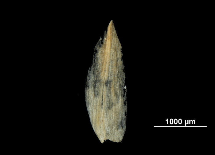Glume of Rhynchospora longibracteata US00708533 Guyana
