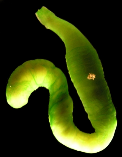 Holotype